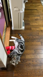 杉野洋子ブリーダーからお迎えしたアメリカンショートヘア：レオくん