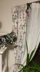 杉野洋子ブリーダーからお迎えしたアメリカンショートヘア：レオくん