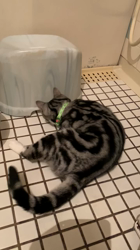 杉野洋子ブリーダーからお迎えしたアメリカンショートヘア：レオくん