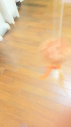 杉野洋子ブリーダーからお迎えしたアメリカンショートヘア：レオくん