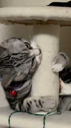 杉野洋子ブリーダーからお迎えしたアメリカンショートヘア：レオくん