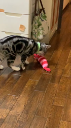 杉野洋子ブリーダーからお迎えしたアメリカンショートヘア：レオくん