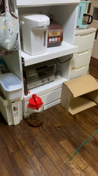 杉野洋子ブリーダーからお迎えしたアメリカンショートヘア：レオくん