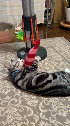 杉野洋子ブリーダーからお迎えしたアメリカンショートヘア：レオくん