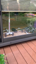 杉野洋子ブリーダーからお迎えしたアメリカンショートヘア：レオくん