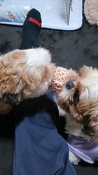 平ほの花ブリーダーからお迎えしたシーズー：帰蝶ちゃん