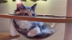 松尾幸宏ブリーダーからお迎えしたターキッシュアンゴラ：しらたまちゃん