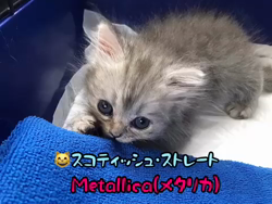 彦坂亜希子ブリーダーからお迎えしたスコティッシュストレート：メタリカちゃん