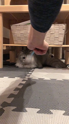 彦坂亜希子ブリーダーからお迎えしたスコティッシュストレート：メタリカちゃん