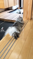 彦坂亜希子ブリーダーからお迎えしたスコティッシュストレート：メタリカちゃん