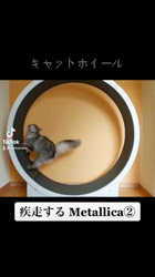 彦坂亜希子ブリーダーからお迎えしたスコティッシュストレート：メタリカちゃん