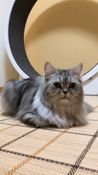 彦坂亜希子ブリーダーからお迎えしたスコティッシュストレート：メタリカちゃん