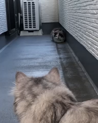 彦坂亜希子ブリーダーからお迎えしたスコティッシュストレート：メタリカちゃん