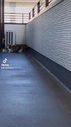 彦坂亜希子ブリーダーからお迎えしたスコティッシュストレート：メタリカちゃん