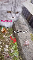 彦坂亜希子ブリーダーからお迎えしたスコティッシュストレート：メタリカちゃん