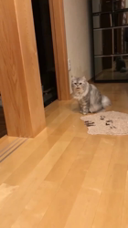 彦坂亜希子ブリーダーからお迎えしたスコティッシュストレート：メタリカちゃん