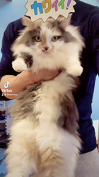 星野勉ブリーダーからお迎えしたマンチカン：こはちゃん