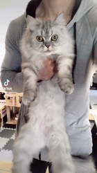 彦坂亜希子ブリーダーからお迎えしたスコティッシュストレート：メタリカちゃん