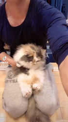 星野勉ブリーダーからお迎えしたマンチカン：こはちゃん