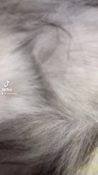 彦坂亜希子ブリーダーからお迎えしたスコティッシュストレート：メタリカちゃん