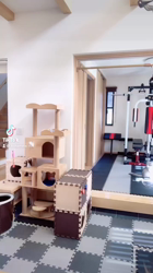 星野勉ブリーダーからお迎えしたマンチカン：こはちゃん