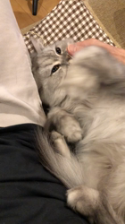 彦坂亜希子ブリーダーからお迎えしたスコティッシュストレート：メタリカちゃん