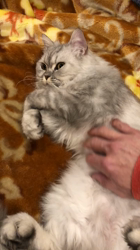 彦坂亜希子ブリーダーからお迎えしたスコティッシュストレート：メタリカちゃん