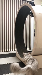 彦坂亜希子ブリーダーからお迎えしたスコティッシュストレート：メタリカちゃん