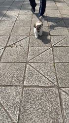 渡邊舞ブリーダーからお迎えしたシーズー：ひなこちゃん