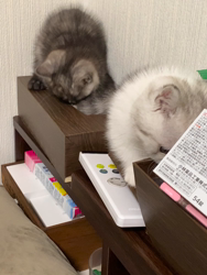 堀田まゆみブリーダーからお迎えしたミヌエット：テンちゃん