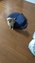 古川加寿子ブリーダーからお迎えしたチワワ(スムース)：さくらちゃん