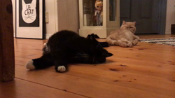 川原祥子ブリーダーからお迎えしたエキゾチックショートヘア：ふくくん