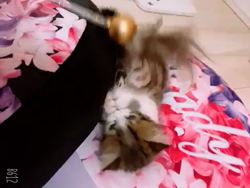 田口明美ブリーダーからお迎えしたマンチカン：せらちゃん