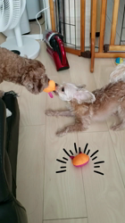 長田美保ブリーダーからお迎えしたお父さん・チワワ 　お母さん・トイプードル：サラちゃん