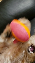 長田美保ブリーダーからお迎えしたお父さん・チワワ 　お母さん・トイプードル：サラちゃん