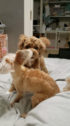 長田美保ブリーダーからお迎えしたお父さん・チワワ 　お母さん・トイプードル：サラちゃん