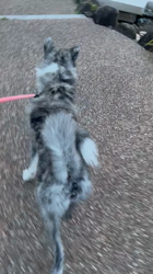 林仲仔ブリーダーからお迎えした秋田犬：柚姫（ゆき）ちゃん