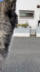 林仲仔ブリーダーからお迎えした秋田犬：柚姫（ゆき）ちゃん