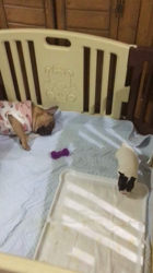 前田克弘ブリーダーからお迎えしたフレンチブルドッグ：ひまわりちゃん