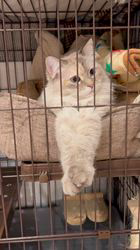 青塚信弘ブリーダーからお迎えしたサイベリアン：マノンちゃん