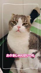 五木田利奈ブリーダーからお迎えしたスコティッシュフォールド：ネオくん