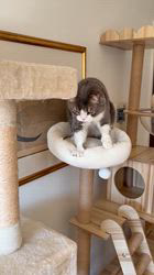 五木田利奈ブリーダーからお迎えしたスコティッシュフォールド：ネオくん