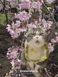 五木田利奈ブリーダーからお迎えしたスコティッシュフォールド：ネオくん