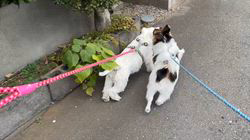 楠昌幸ブリーダーからお迎えしたパピヨン：しめじくん