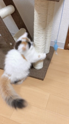 仁田武廣ブリーダーからお迎えしたマンチカン：ひめちゃん