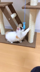 仁田武廣ブリーダーからお迎えしたマンチカン：ひめちゃん