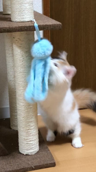 仁田武廣ブリーダーからお迎えしたマンチカン：ひめちゃん