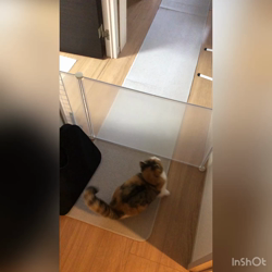 岩垣朋子ブリーダーからお迎えしたミヌエット：しおんちゃん