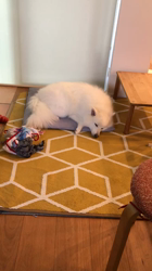 新井敏朗ブリーダーからお迎えした日本スピッツ：しらたまくん