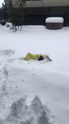 新井敏朗ブリーダーからお迎えした日本スピッツ：しらたまくん